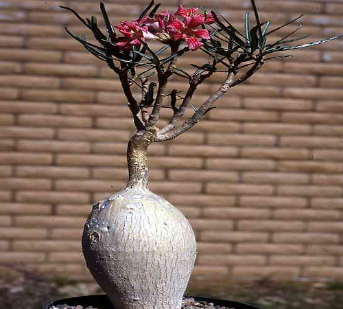 "Somalense Var. Crispum"